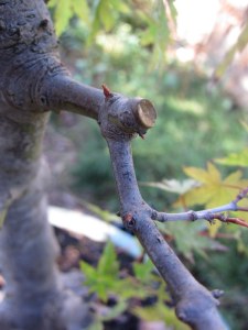 Its easy to prune large branches when you know they will be easily replaced by buds at the base.