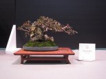 A small Chinese Elm?